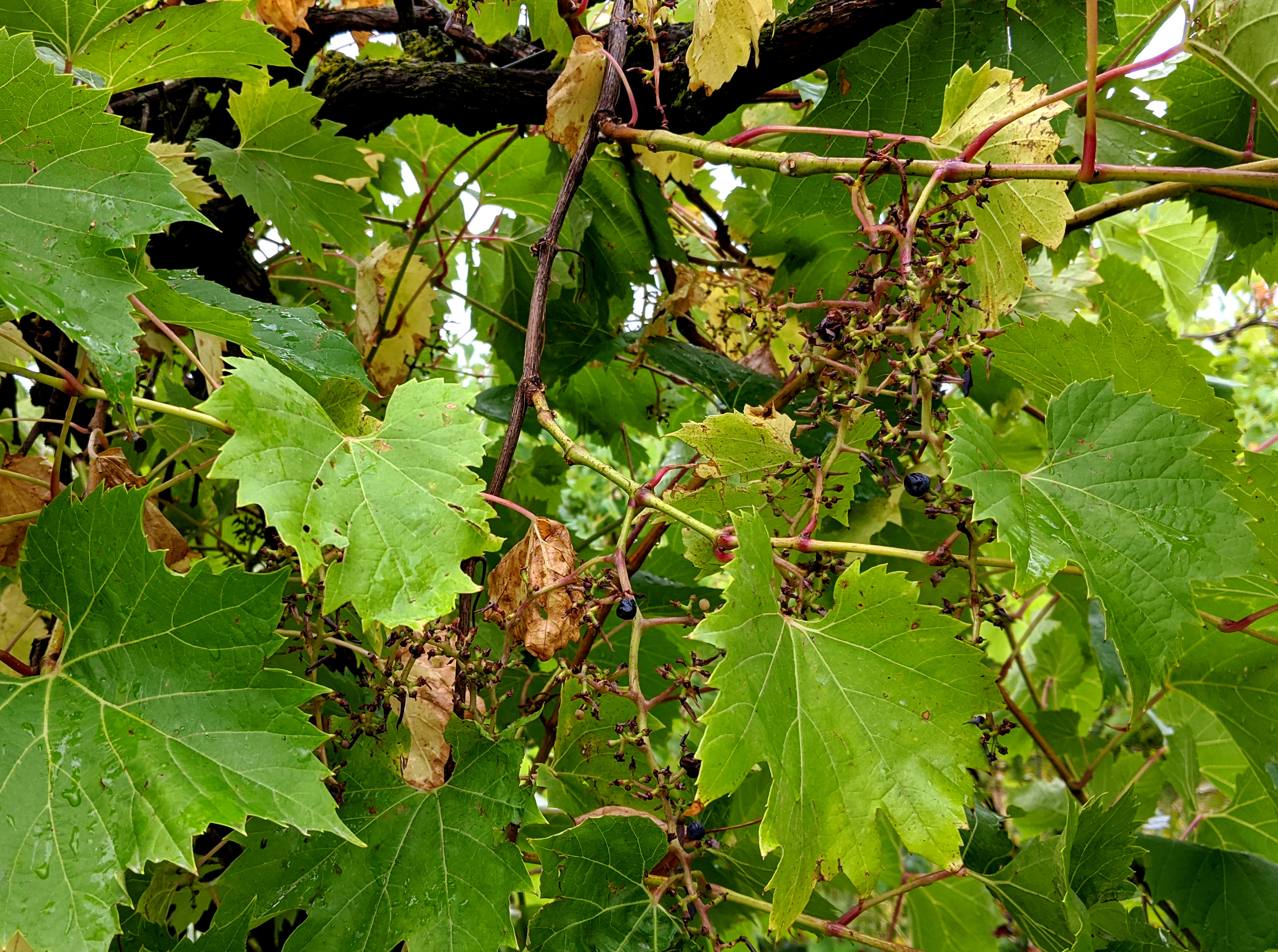 Bird damage to grape vine